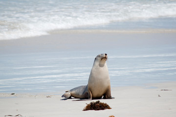 this is a female sea lion  at Seal Bay