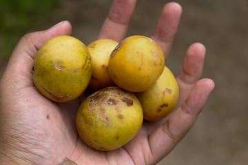Yellow fruit in the hand