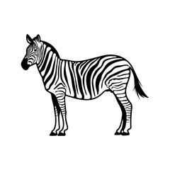 Graphical zebra isolated on white background, Vector illustration, Template