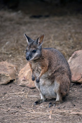 Naklejka na ściany i meble The tammar wallaby, also known as the dama wallaby or darma wallaby, is a small macropod native to South and Western Australia