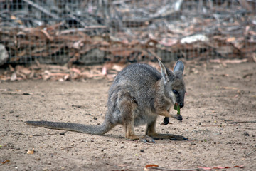 The tammar wallaby, also known as the dama wallaby or darma wallaby, is a small macropod native to South and Western Australia