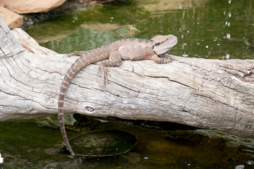 this is a side view of a water dragon