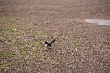 the willy wagtail is looking for food in the grass