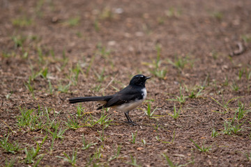 this is a side view of a willy wagtail