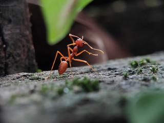 Blurry Ants on The Wood seen close up. fit for animal background. Blurry Background