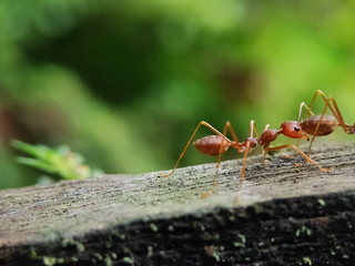 Blurry Ants on The Wood seen close up. fit for animal background. Blurry Background