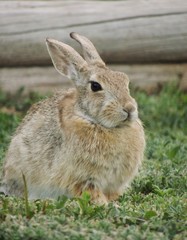 Obraz premium Rabbit In the Grass