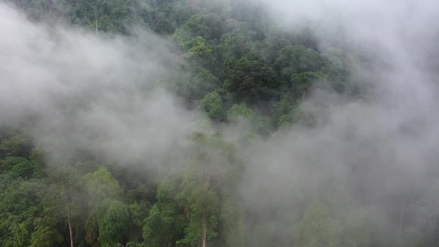 Rainforest and clouds. Aerial view of rain forest jungle. Mist,fog and mountains in Southeast Asia	