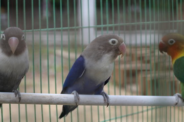 	lovebird is violet in color, with feathers like a mask but not too much color