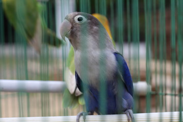 	lovebird is violet in color, with feathers like a mask but not too much color