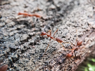 Blurry Ants on The Wood seen close up. fit for animal background. Blurry Background