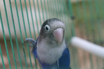 	lovebird is violet in color, with feathers like a mask but not too much color