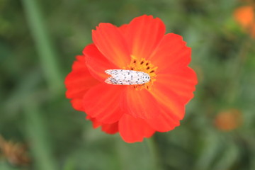 bug suck nectar from cosmos orange flower