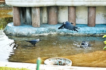crows playing in the water