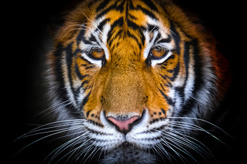 The bengal tiger's eyes and face on a black background