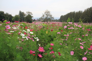 cosmos field landscape garden
