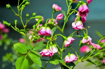 Pink tiny flowers hanging on plant