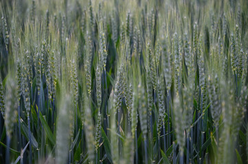   green wheat field in may