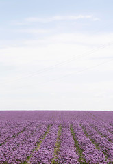 The beautiful blooming chives field in Denmark