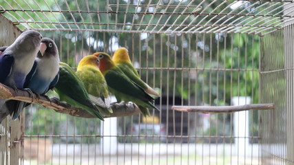 crooked beak birds that will breed in cages when, in the summer
