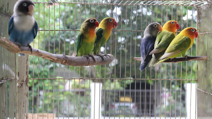 crooked beak birds that will breed in cages when, in the summer