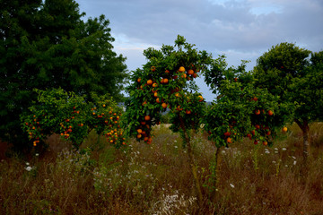 orange tree