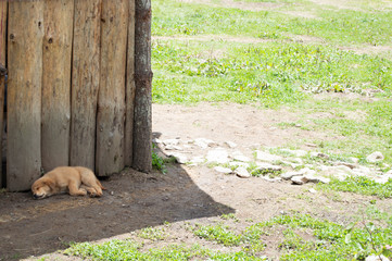 Adorable Cute Fluffy Sleeping Puppy in Shade behind Wood in Bhutan