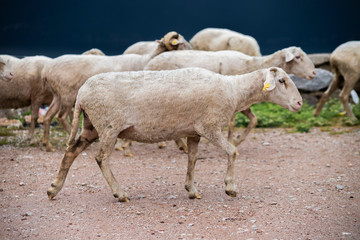 Obraz premium Goats and flock of sheep grazing in the meadow, They are preparing for the feast of sacrifice (Eid Al Adha)