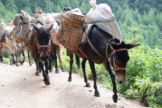 Pack of Donkeys Carrying Packages on the way up to Tiger's Nest Bhutan