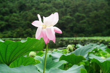 LOTUS FLOWER