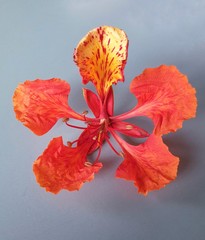 red Delonix flower