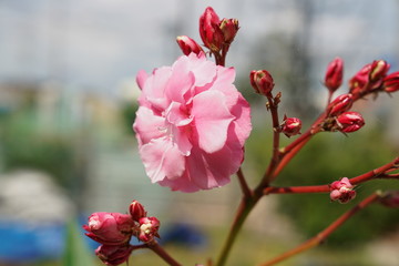 Sweet scented Oleander