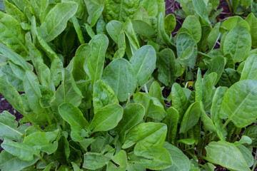 The first spring greens - sorrel Rumex acetosa spinach, growing in the garden. Green sour sorrel foliage texture source of folic acid, healthy nutrition. Pattern background for salad or soup.