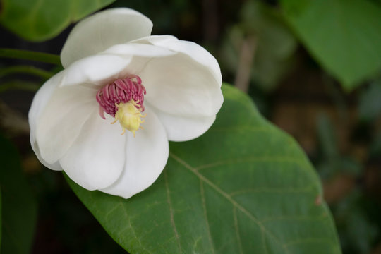 オオバオオヤマレンゲの花／Magnolia sieboldii 