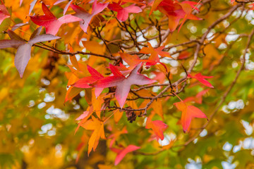 Fototapeta premium Autumn colours on display in the trees