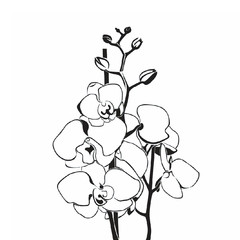 black and white orchid flowers