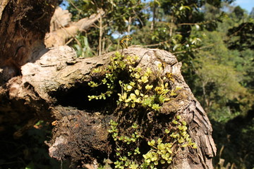 tree and moss