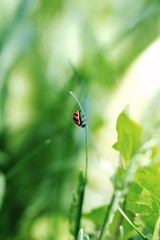 Red spotted lady bug in its natural habitat in Ontario, Canada.