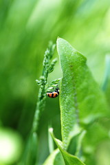 Red spotted lady bug in its natural habitat in Ontario, Canada.