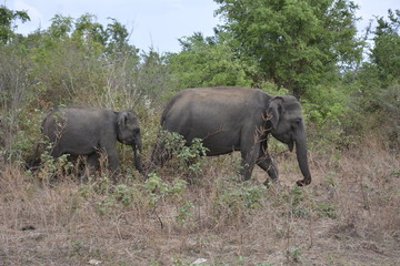 elephants in the wild