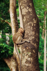 Long tail Macaque Monkey sit on big tree in tropical forest