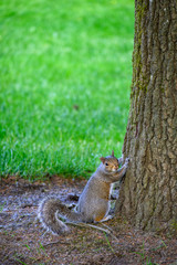 Gray squirrel in a backyard environment leaning up against a tree
