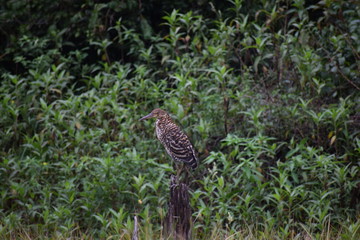 Bird on Branch 