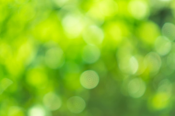 Bokeh from natural light is green with beautiful colors.