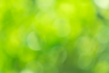 Plakat Bokeh from natural light is green with beautiful colors.