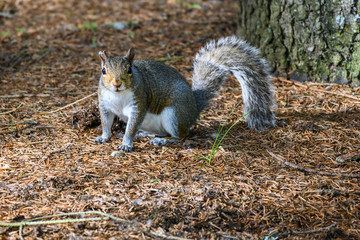 Gray squirrel in a woodland environment looking for buried food
