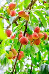 Ripe peach fruits growing on a peach tree in orchard.