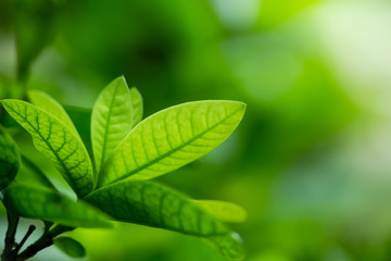 nature view of  green leaf abstract background  in garden