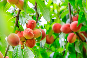 Ripe peach fruits growing on a peach tree in orchard.