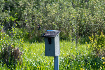 Tree swallows flying around the birdhouse.     Vancouver BC Canada 
